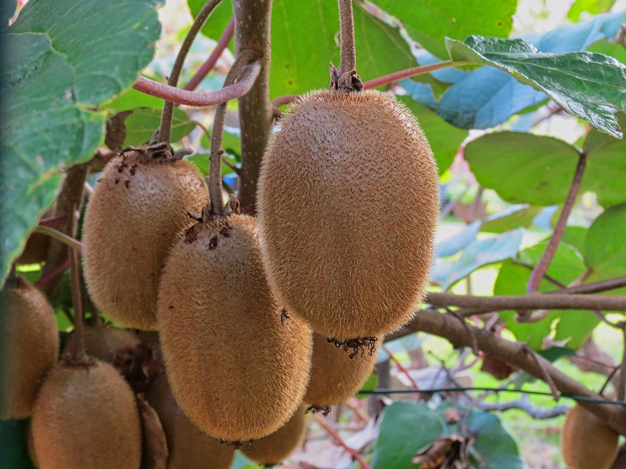 Kiwifruit